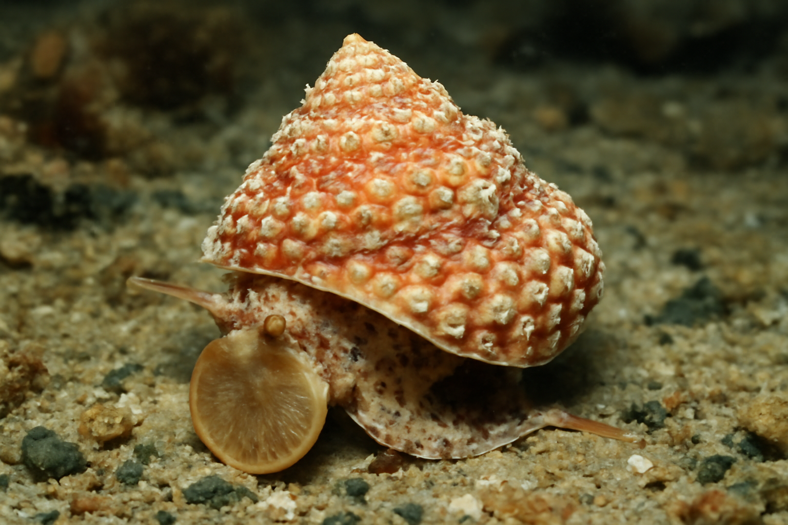 Granulated Star Turban
