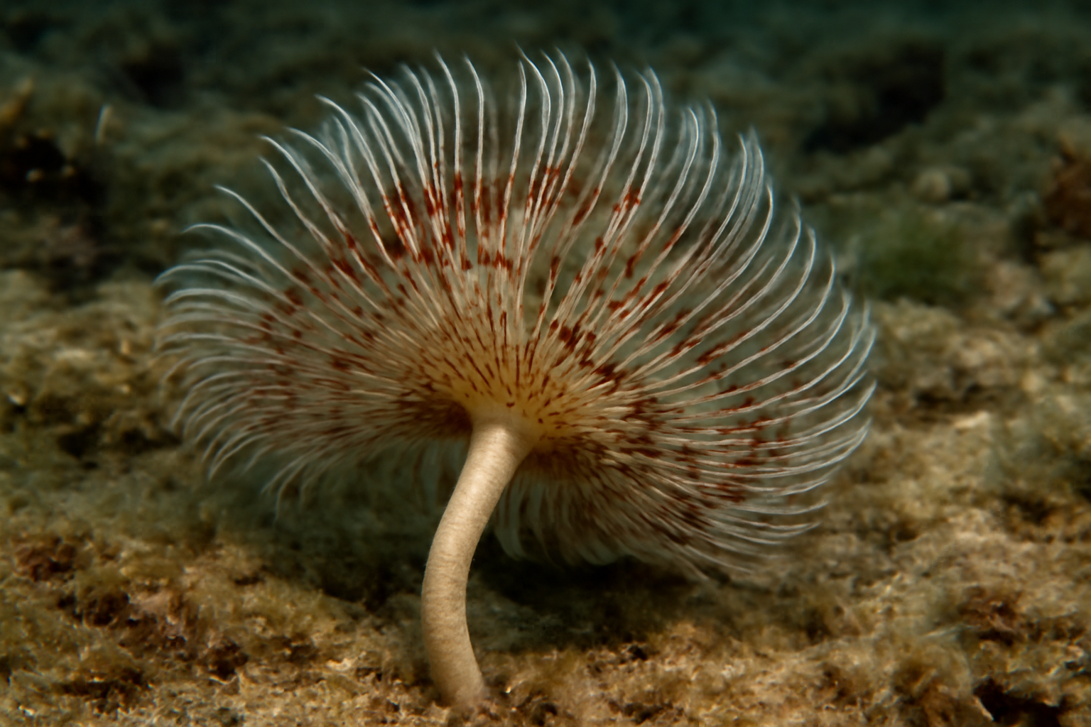 Samacar herklotsi
