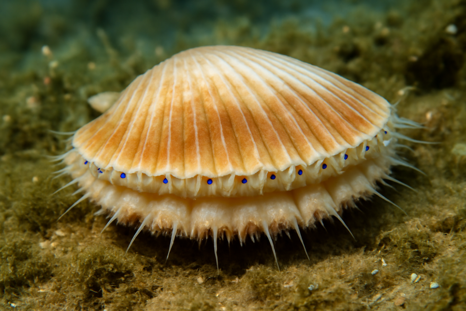 Glabrous Silk Scallop