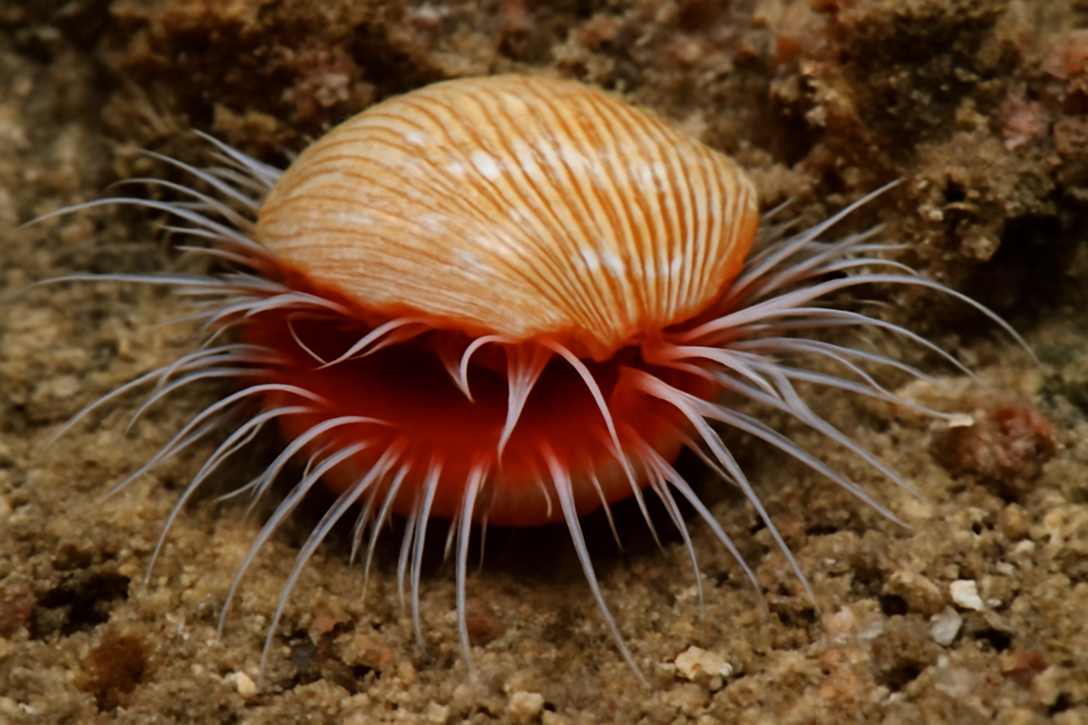 Swimming Fileclam