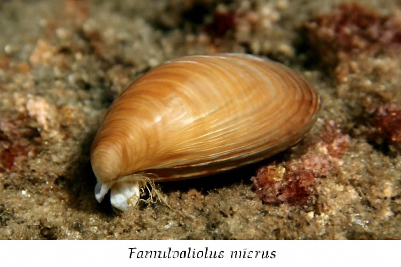 Tamulodiolus micrus