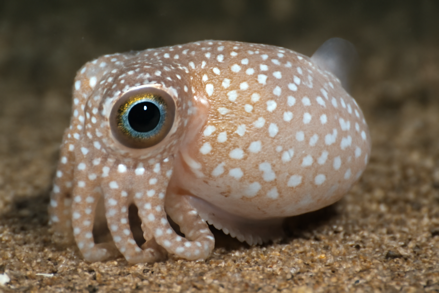 White-spotted Bottletail Squid
