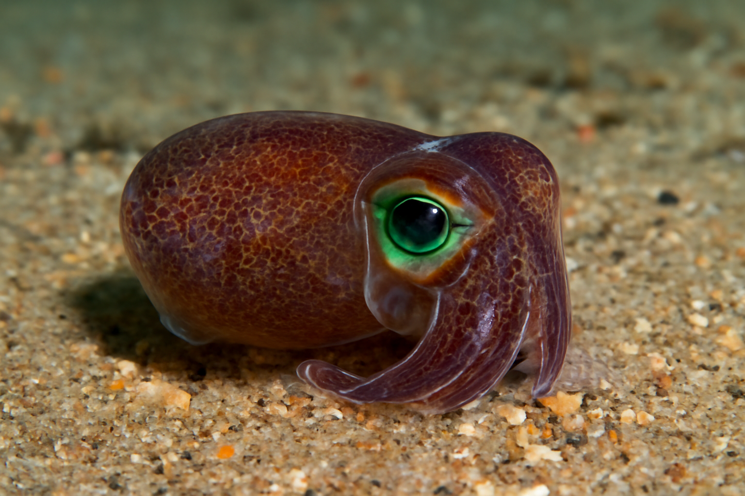 Common Bobtail Squid
