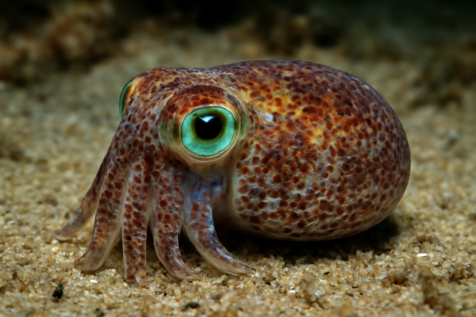 Mediterranean Bobtail
