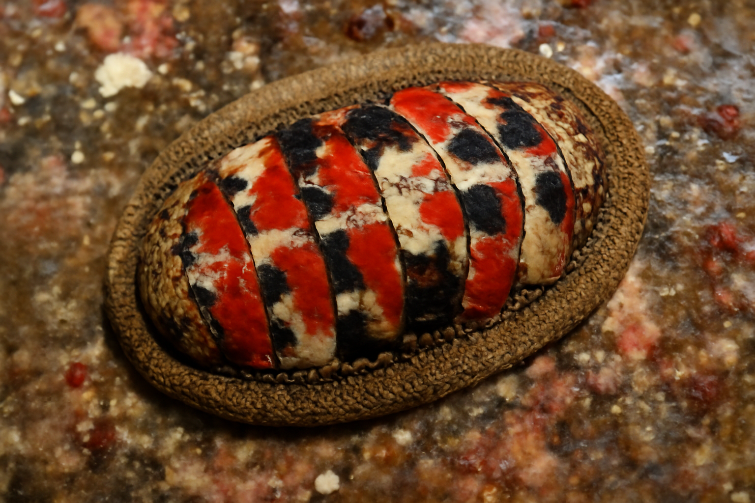 Tricolor Chiton