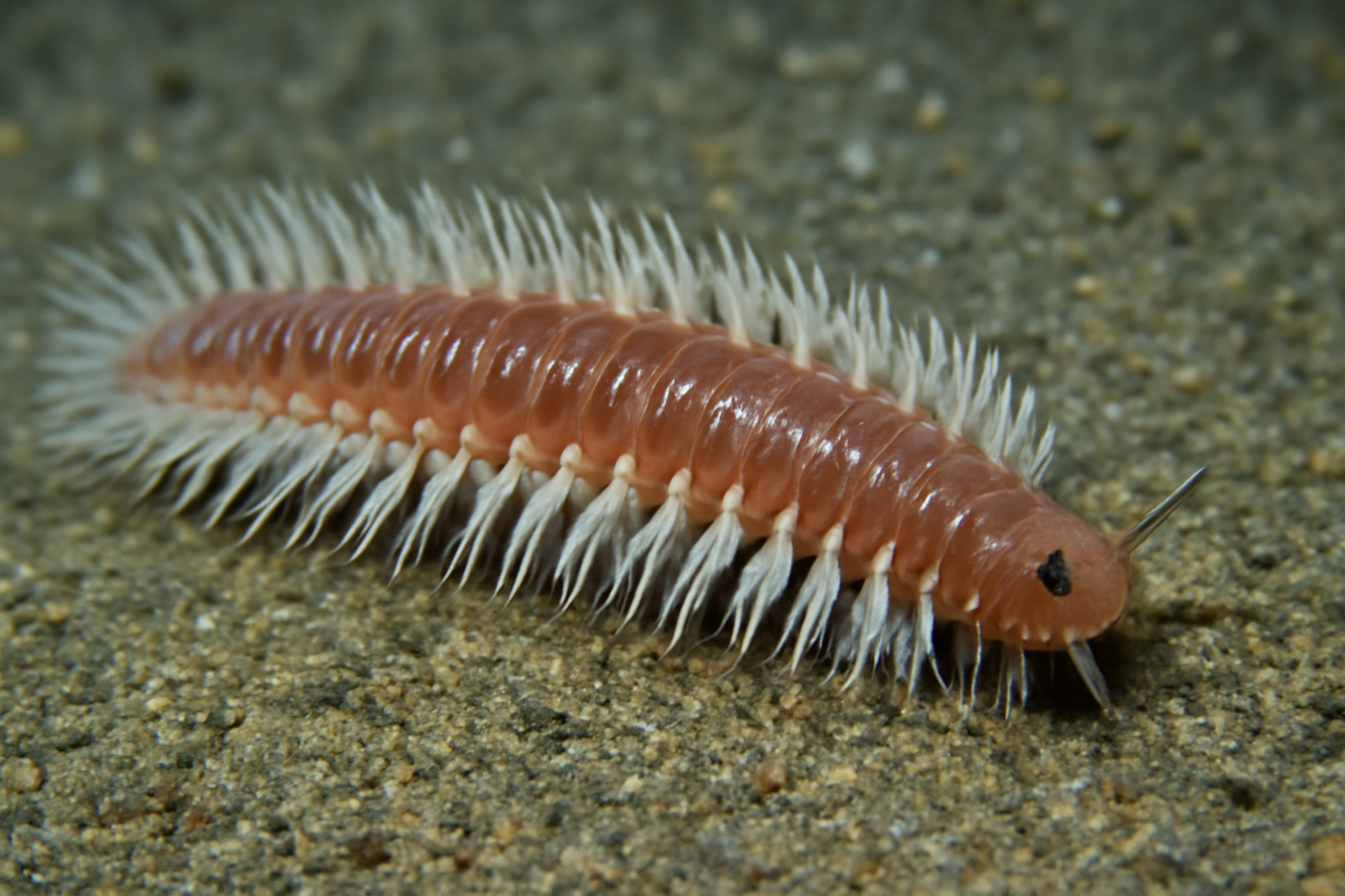 Piromis Deep Dweller