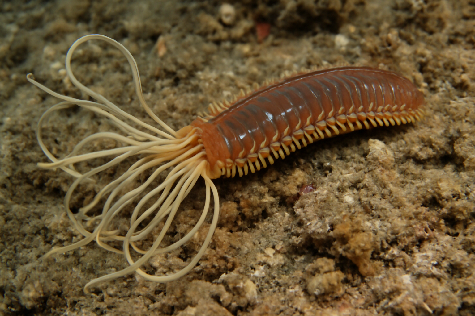 Piromis Coral Grazer