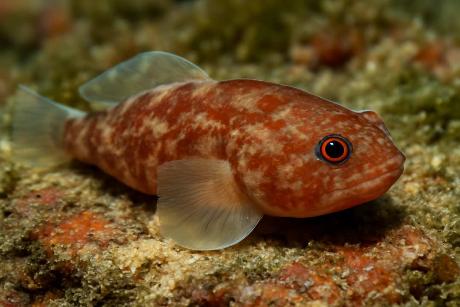 Poe's Clingfish