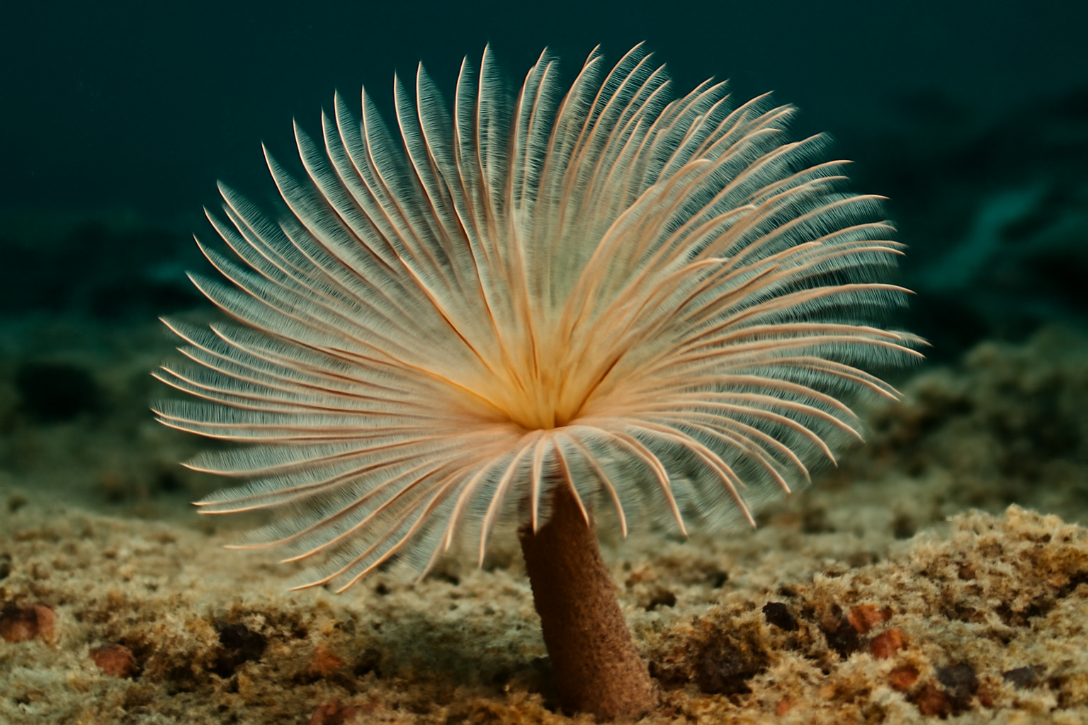 Common Tube Worm