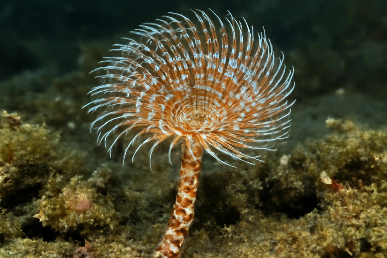 Decorated worm