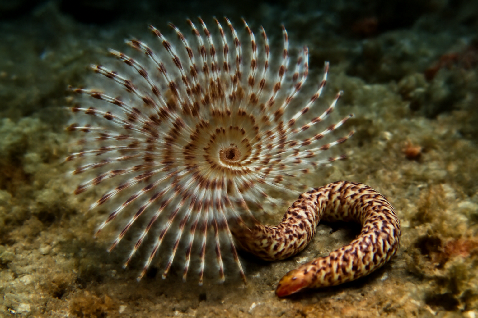Ornate worm