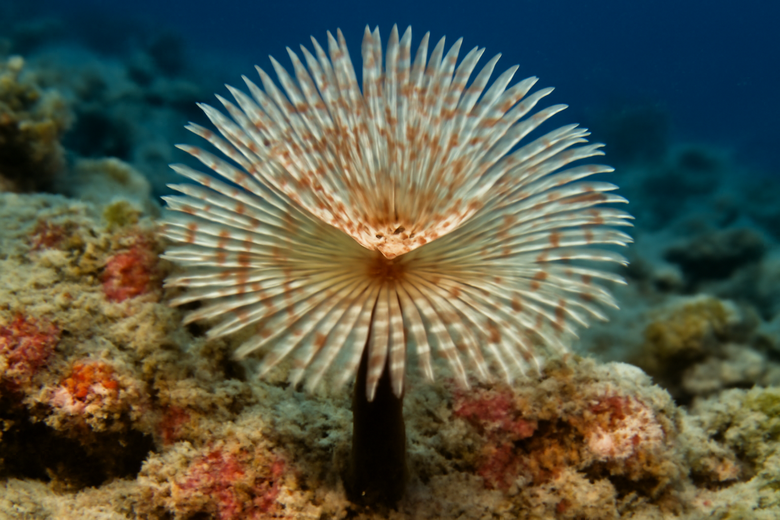 Hawaiian Feather Duster Worm