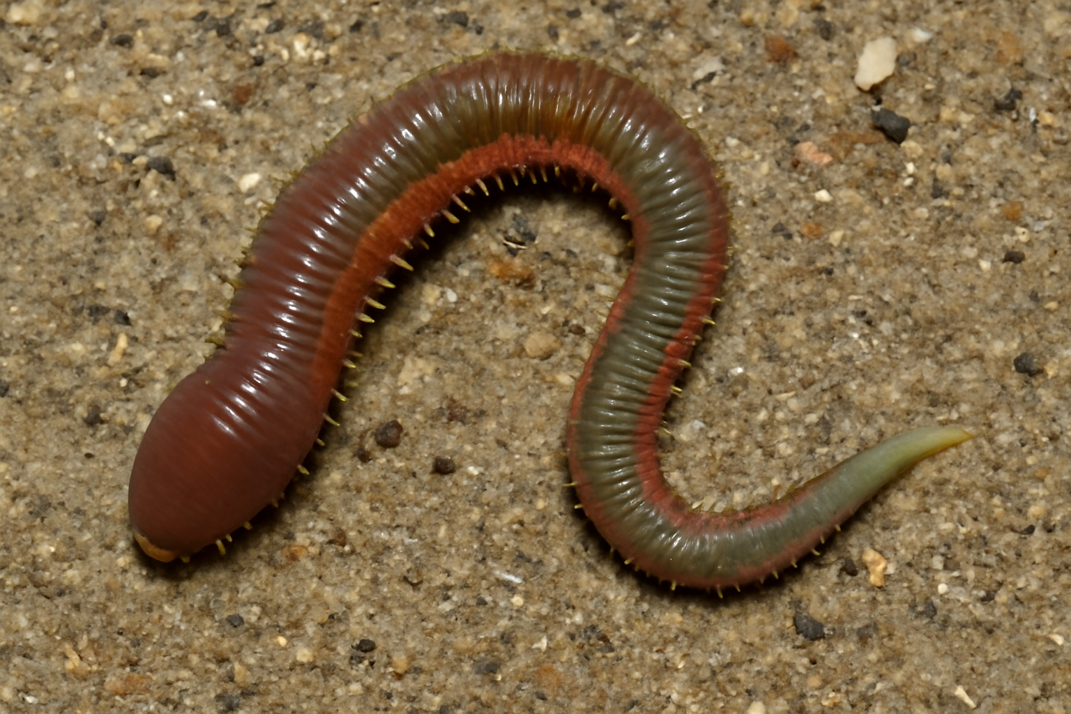 Lugworm