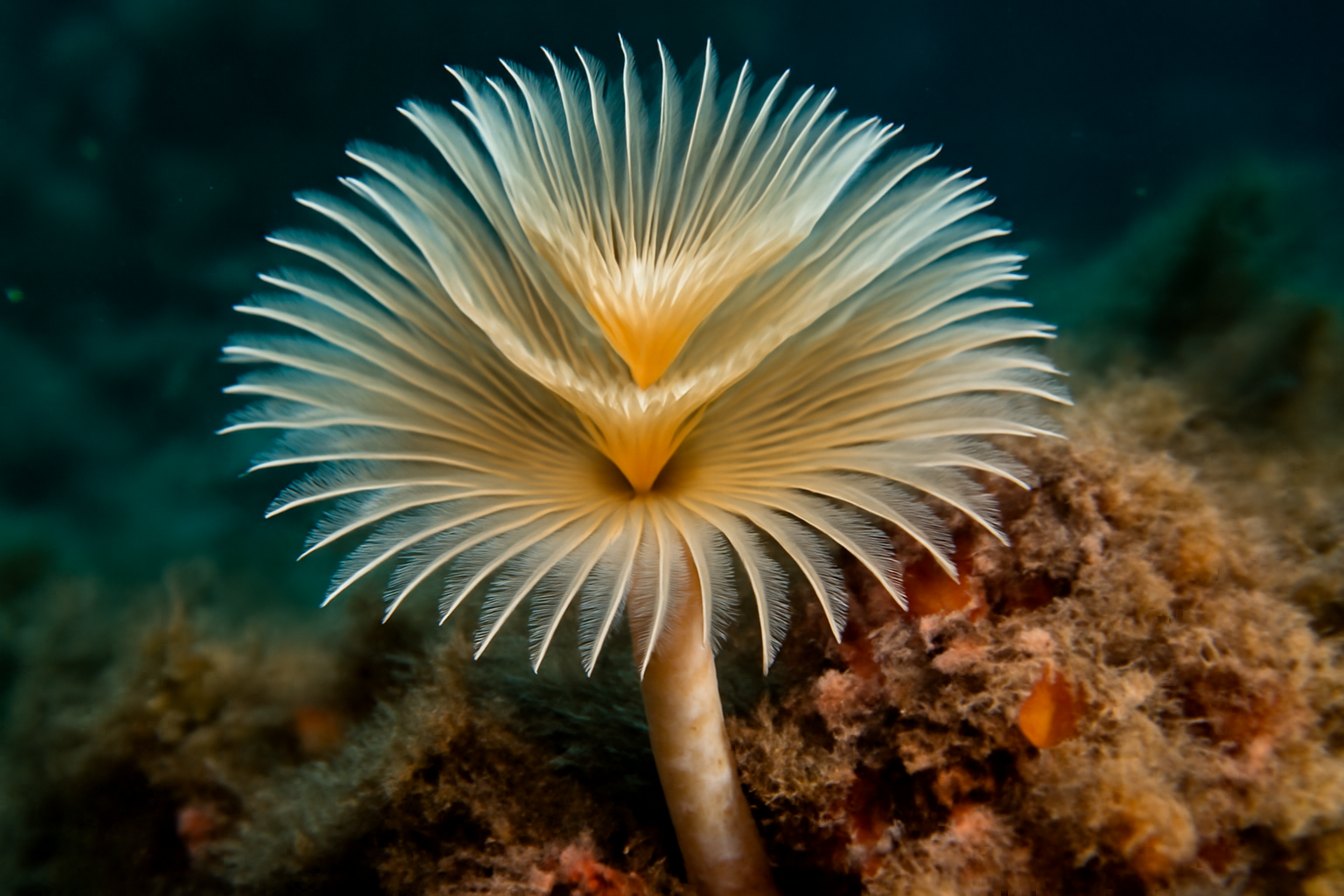Australian tube worm