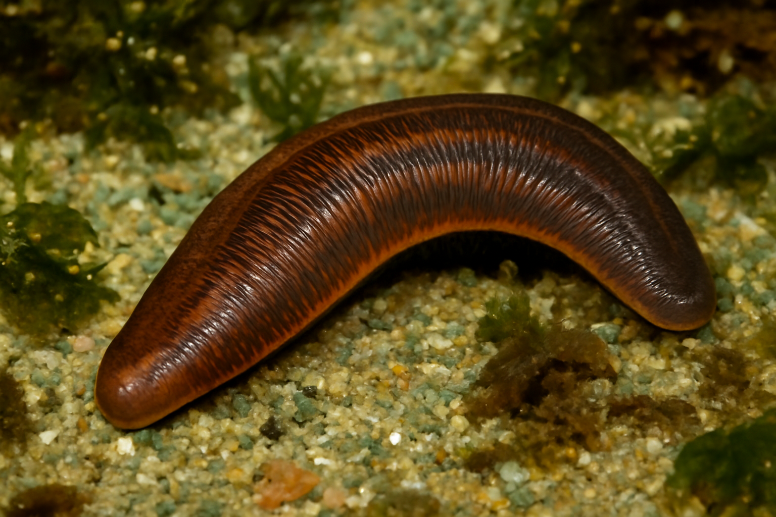 Antarctic Leech