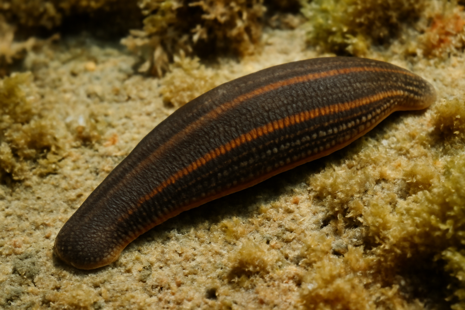 California Leech