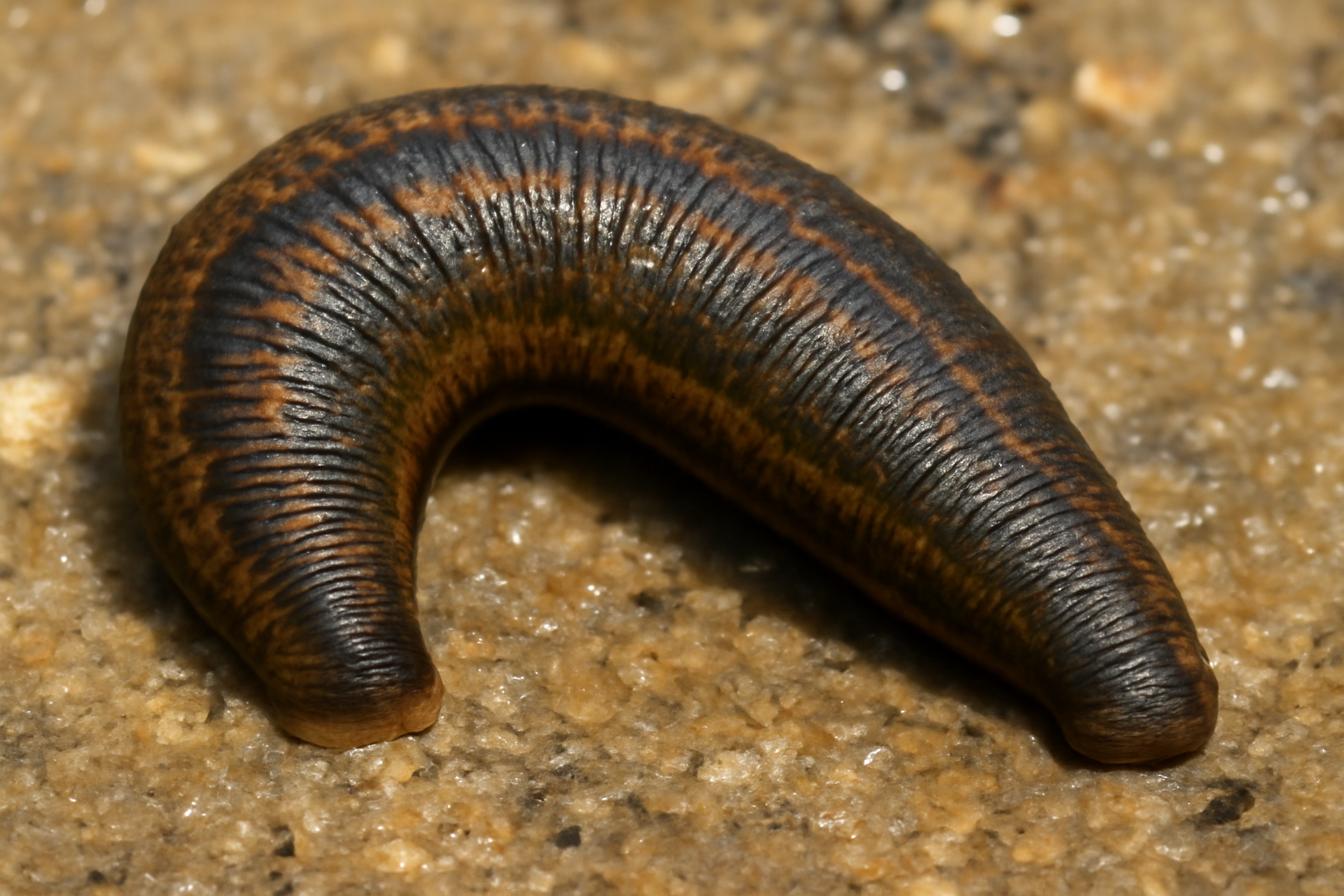 Robust Leech