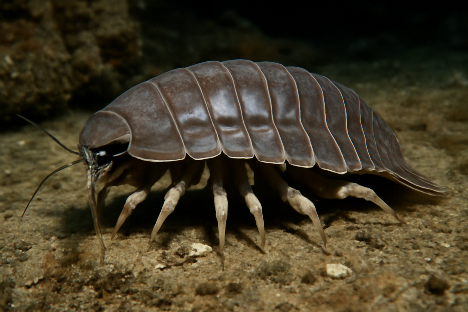 Deep Sea Slater