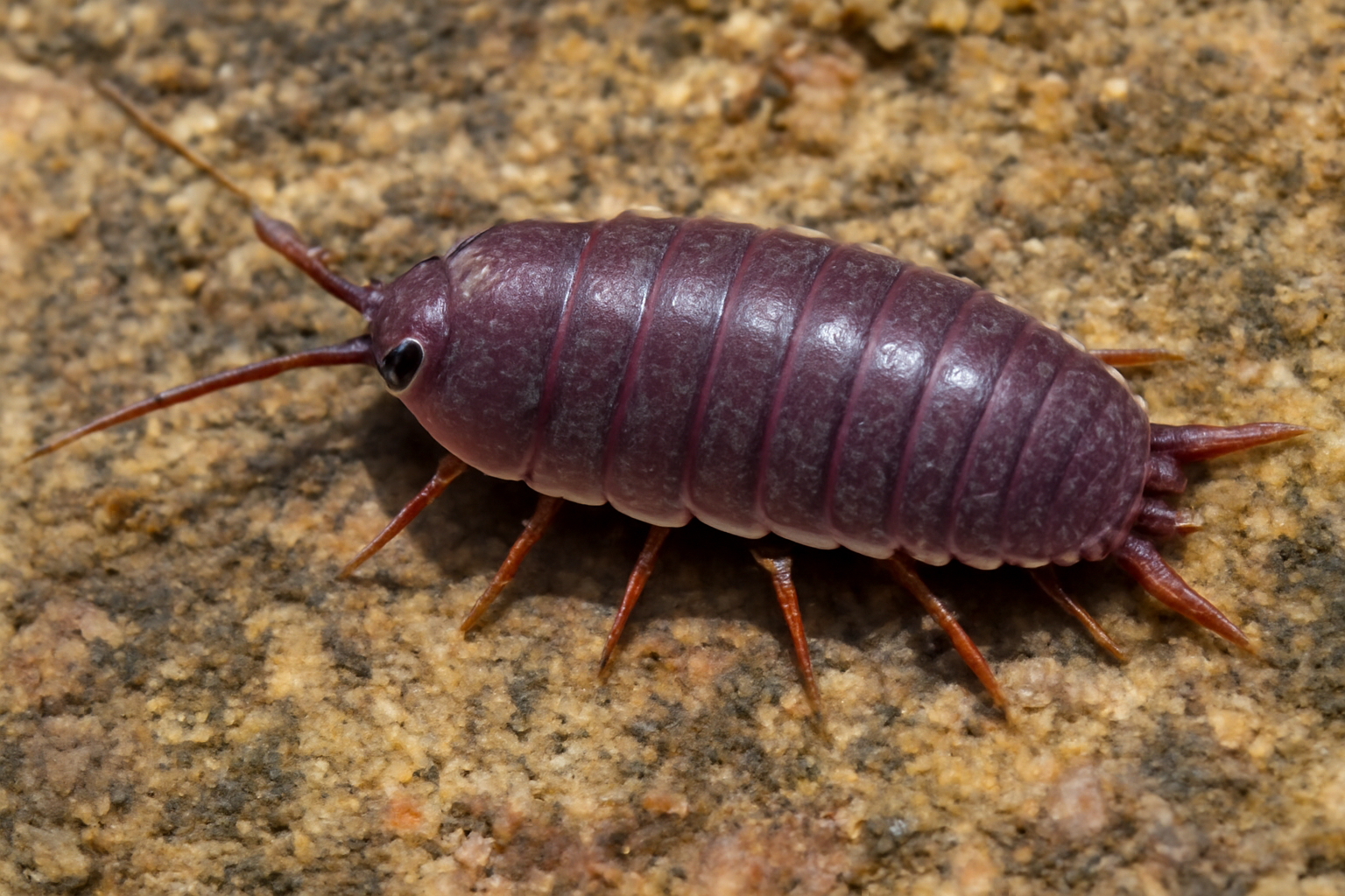 Purple Rock Slater