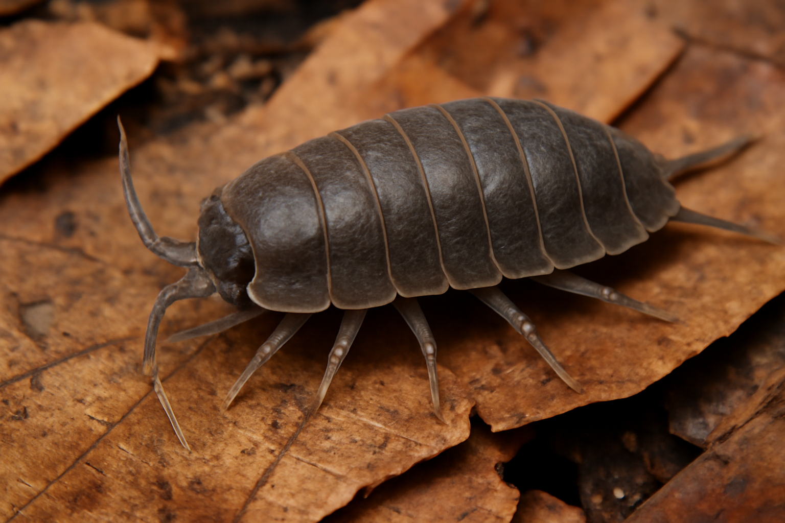 Common Leaf Litter Slater