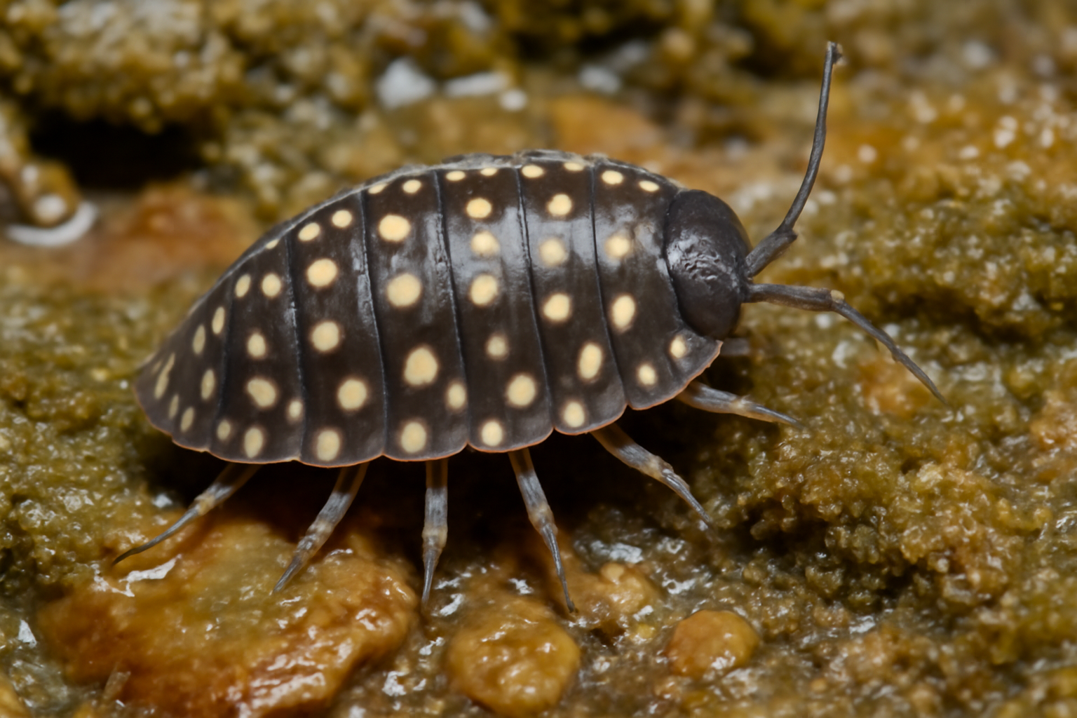 Spotted Leaf Litter Slater