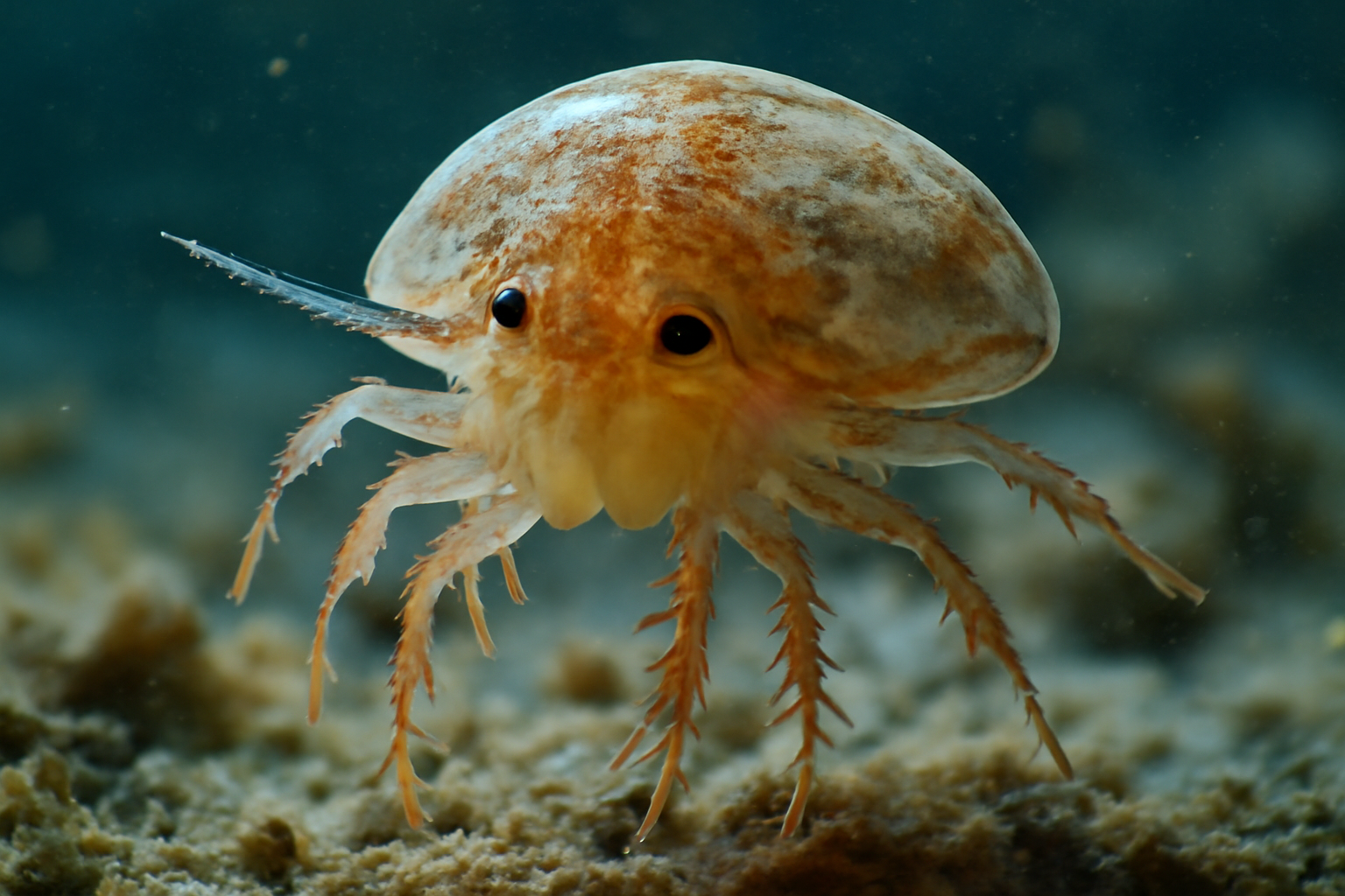 Parasitic Sea Louse