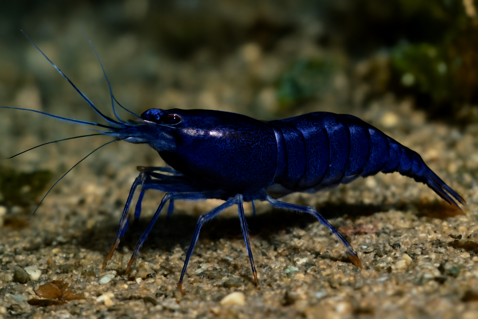 Indonesian Glossy Shrimp