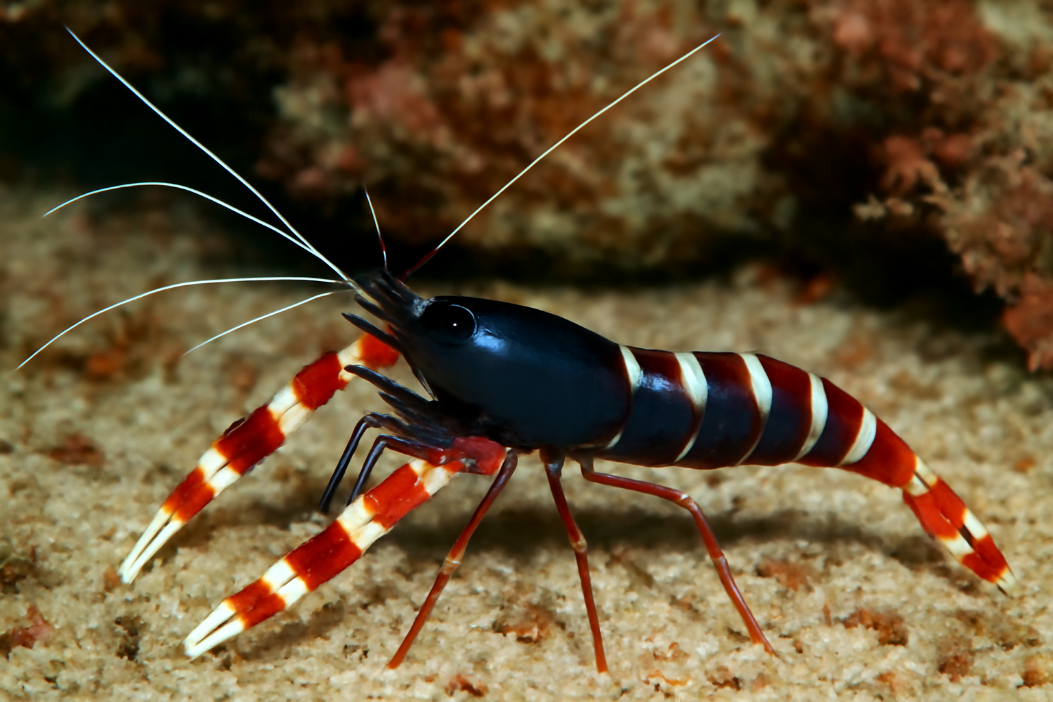 Banded Glossy Shrimp
