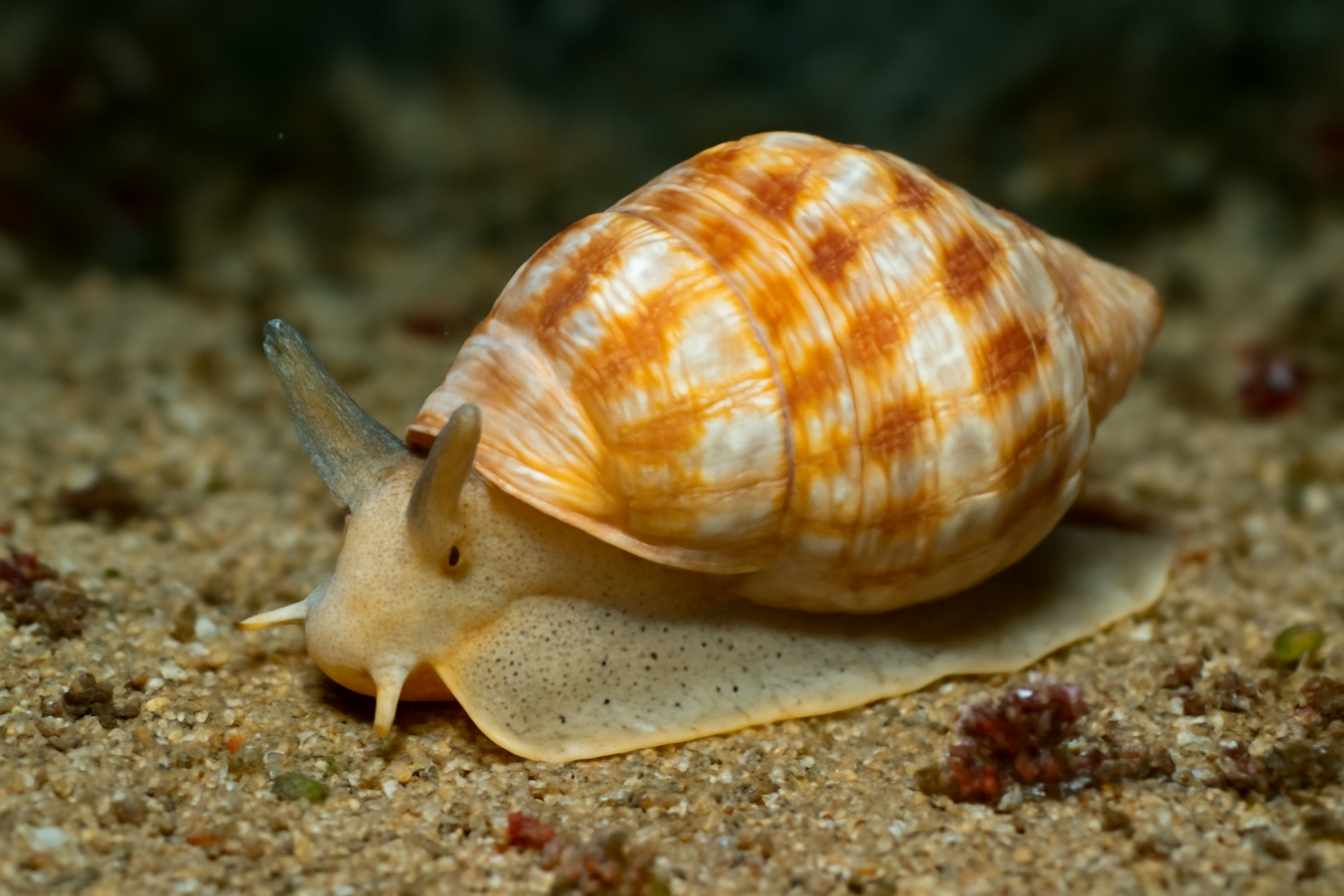 Joryma's Sea Snail