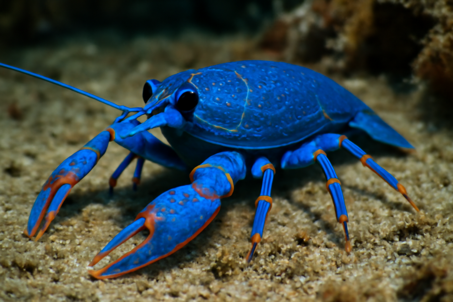 Blue Joryma