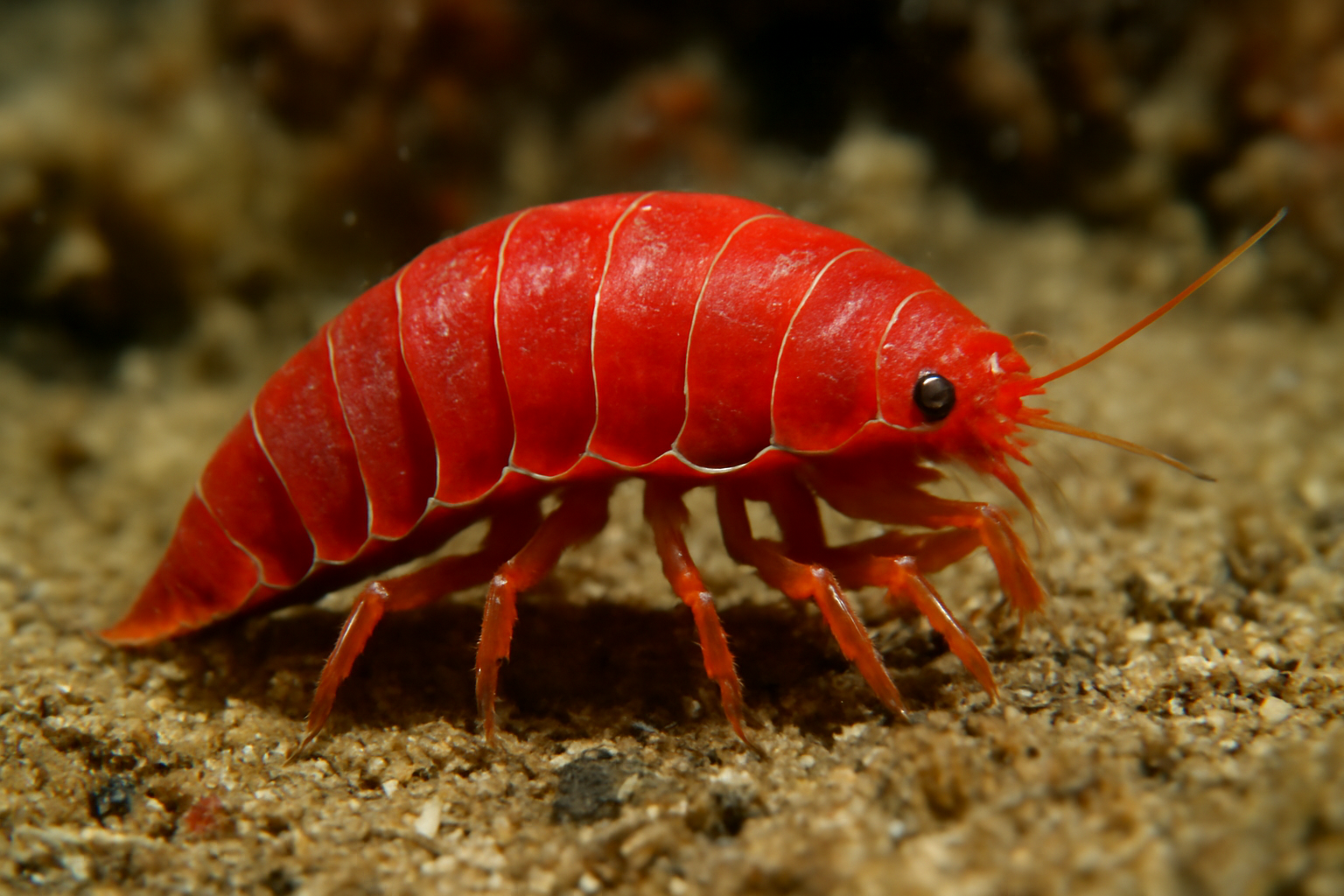 Red Parasitic Isopod