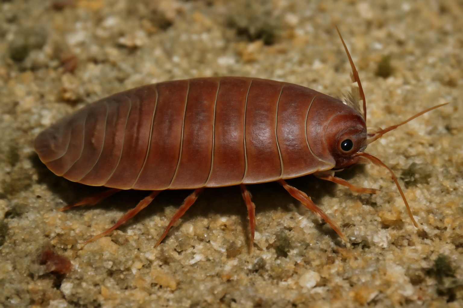 Flat Isopod