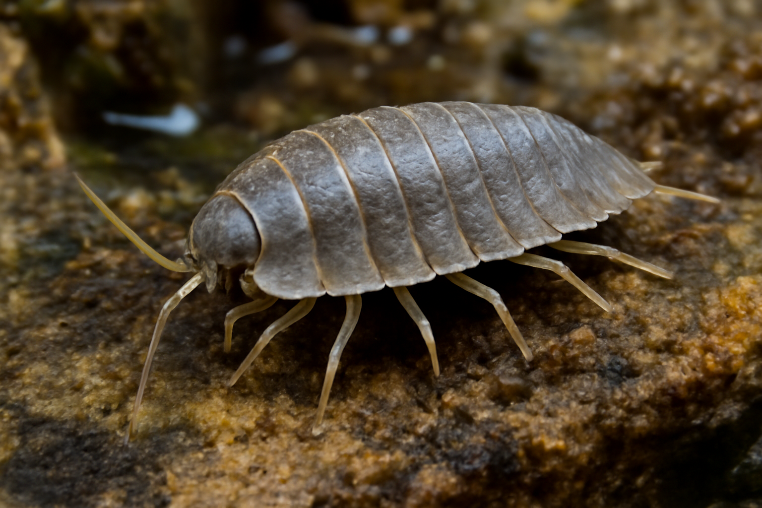 Marine Pillbug