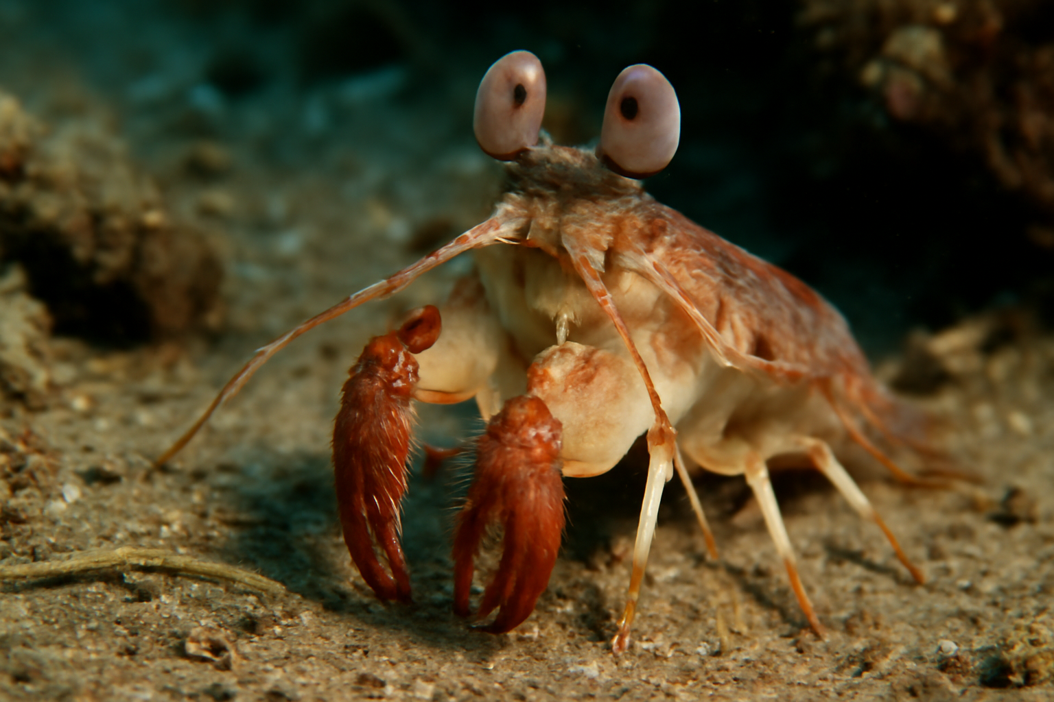 Prawn Killer