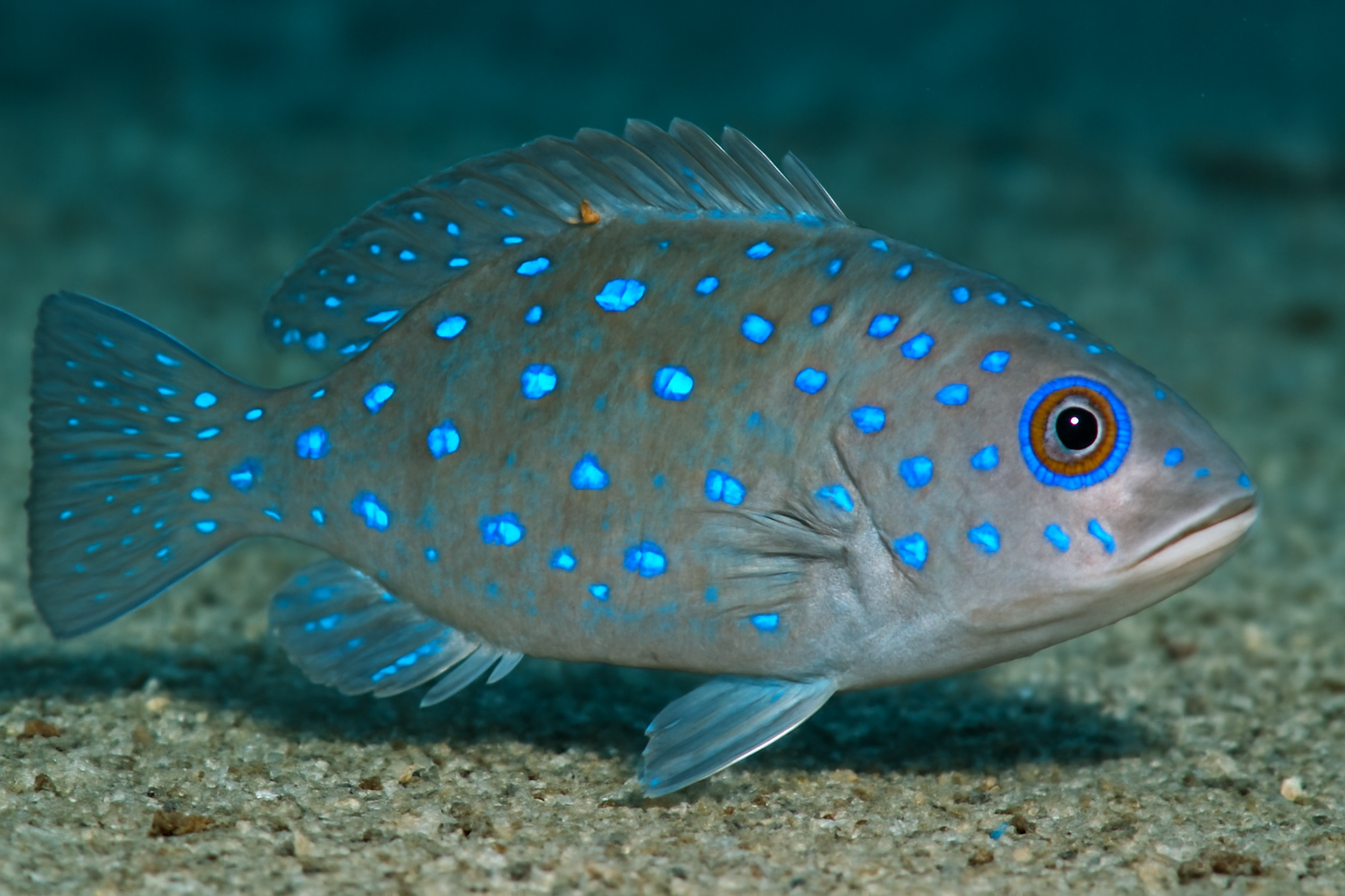 Blue Spotted Pleopodias
