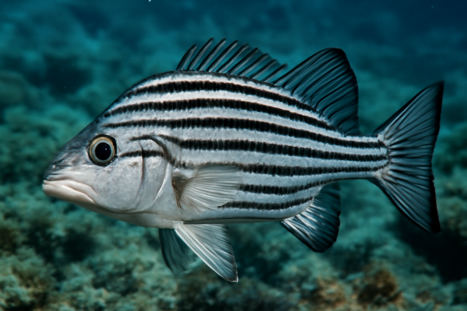 Striped Pleopodias