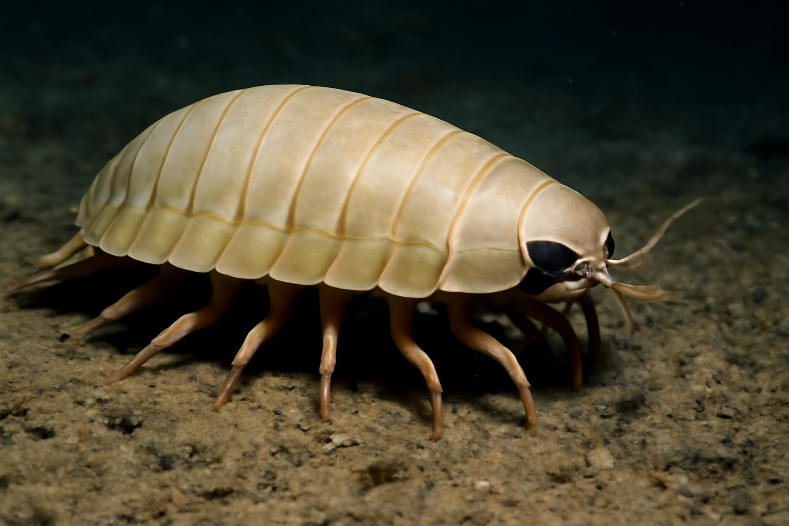 Hoff's Deep-Sea Roly Poly