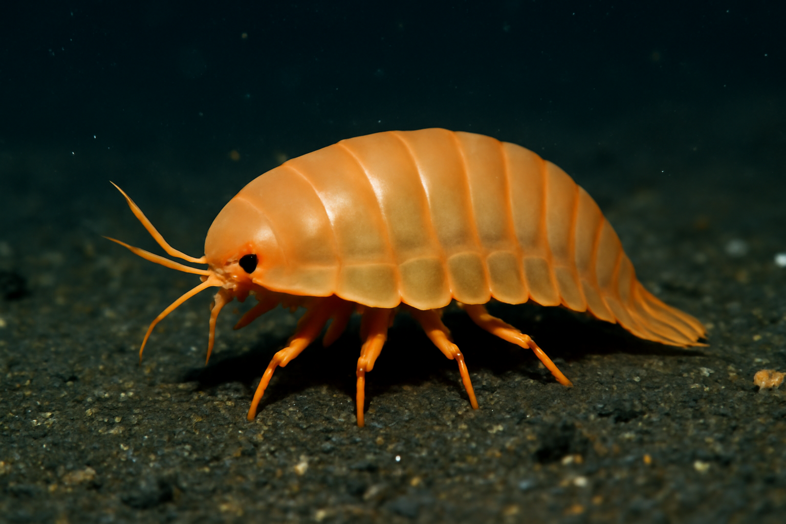 Antarctic Deep-Sea Roly Poly