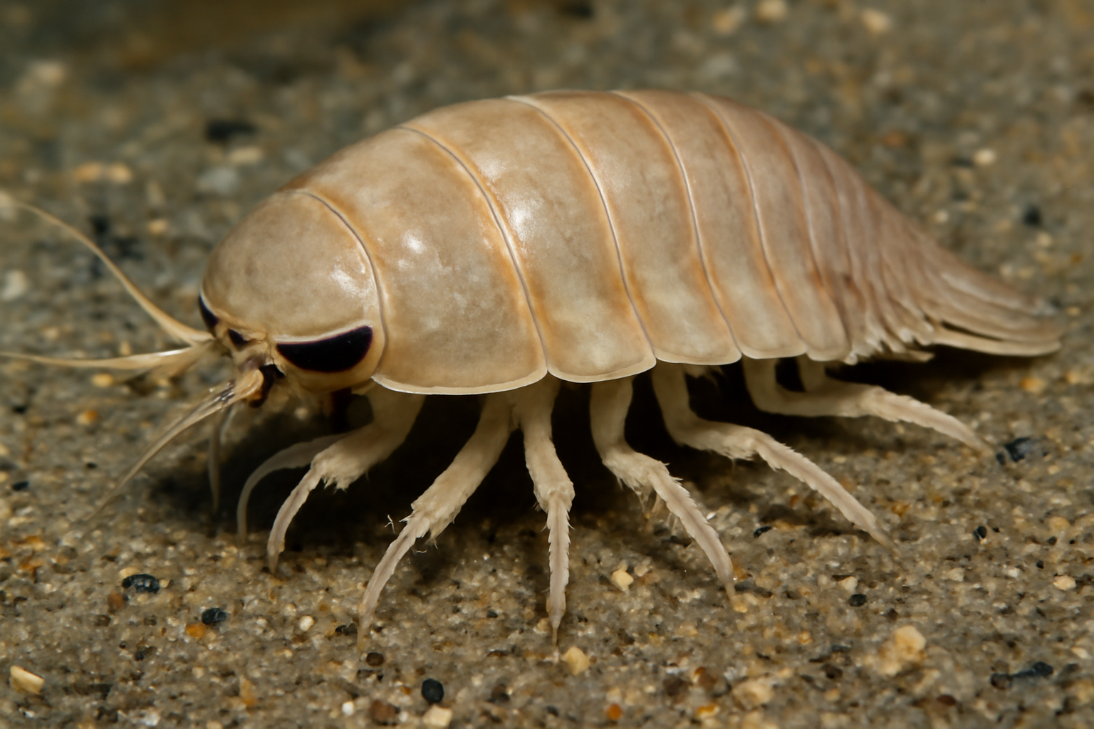 Southern Sand-Isopod