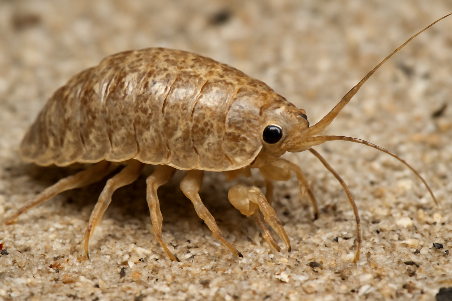 Northern Sand-Isopod