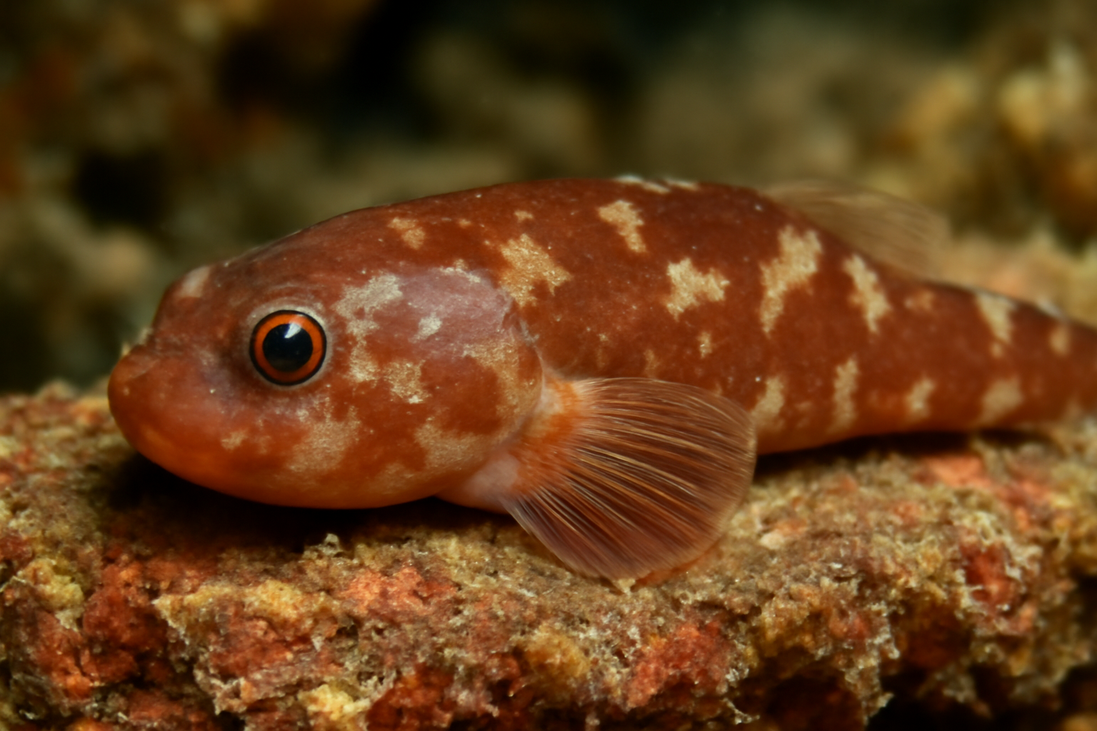 Blunt-nosed Clingfish