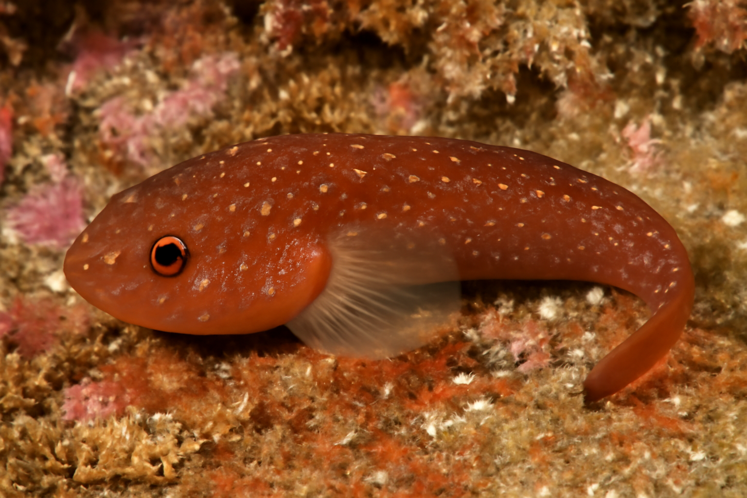 Madeira Clingfish