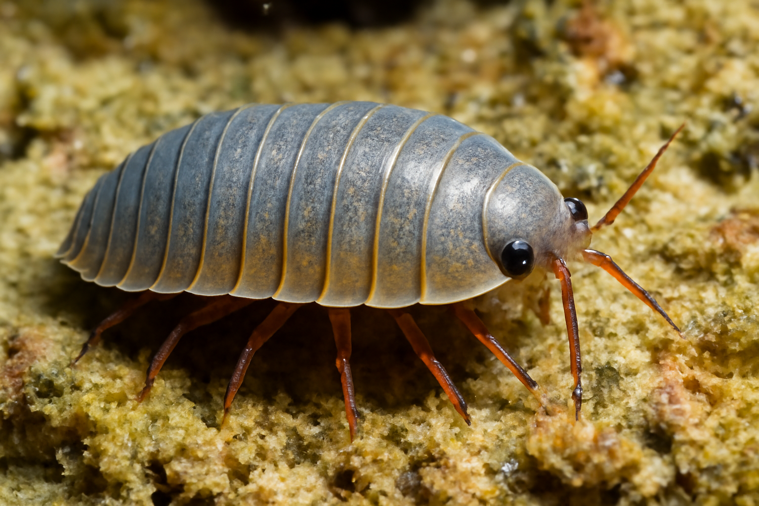 Hawaiian Isopod