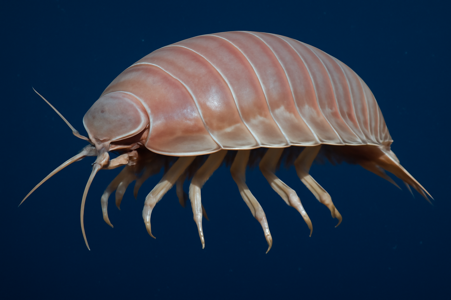 Pelagic isopod