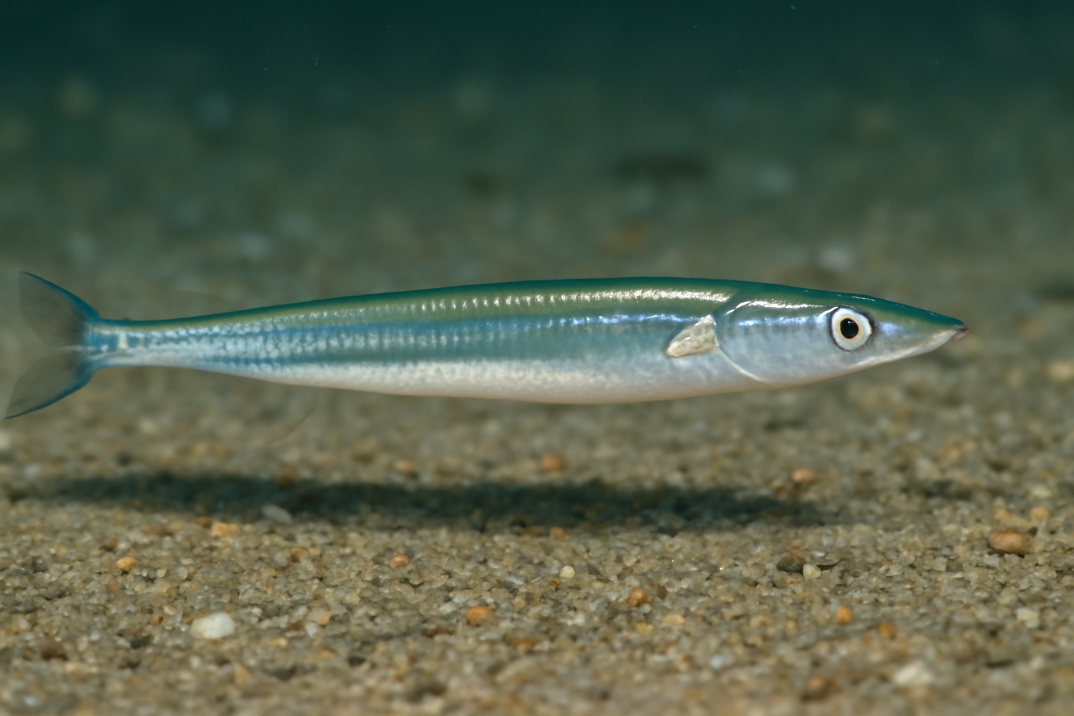 American sand lance