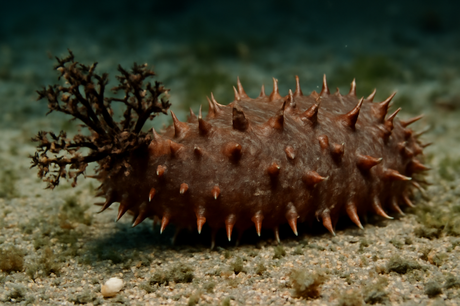 Cerberusia Sea Cucumber