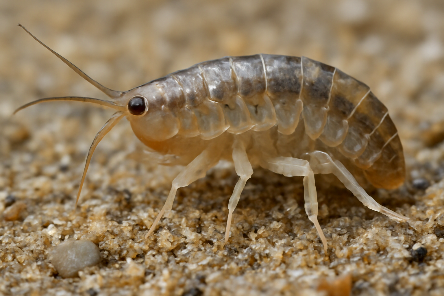 Korean Sandhopper