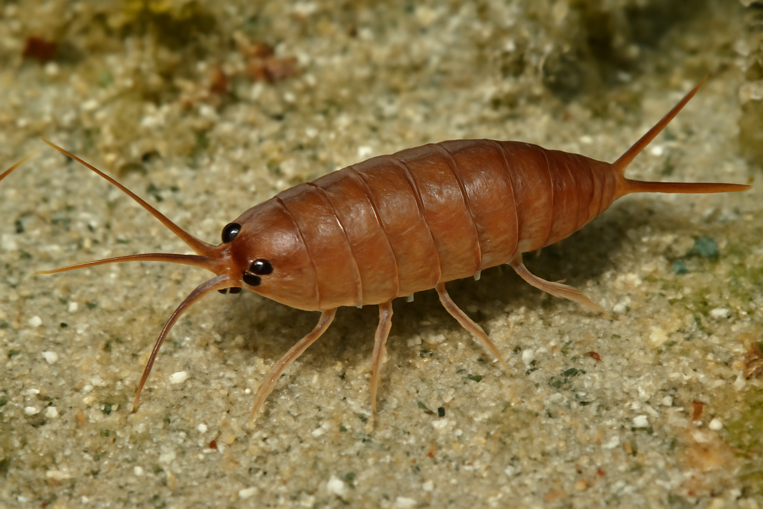 Japanese Pseudanthura