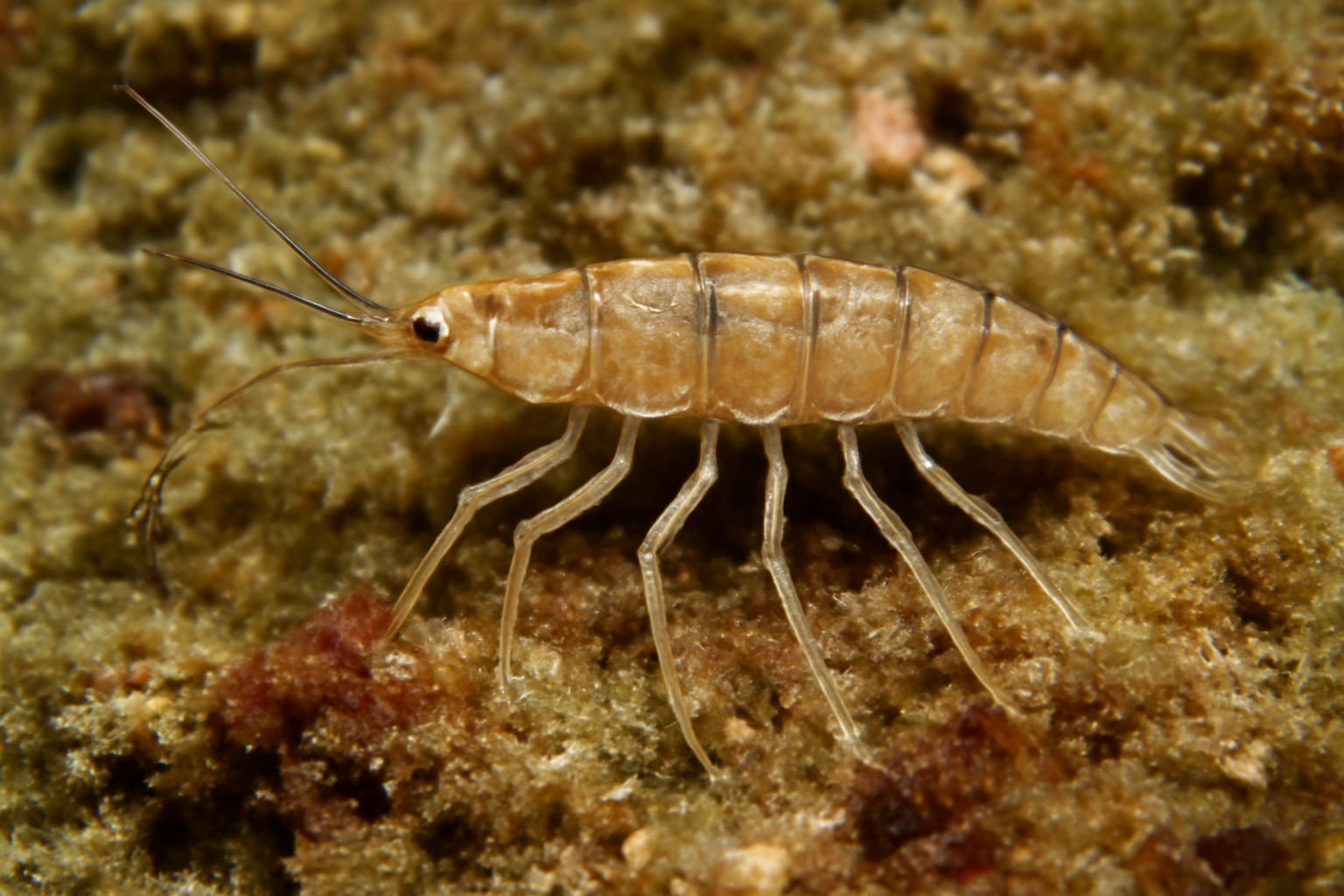 Caribbean Pseudanthura