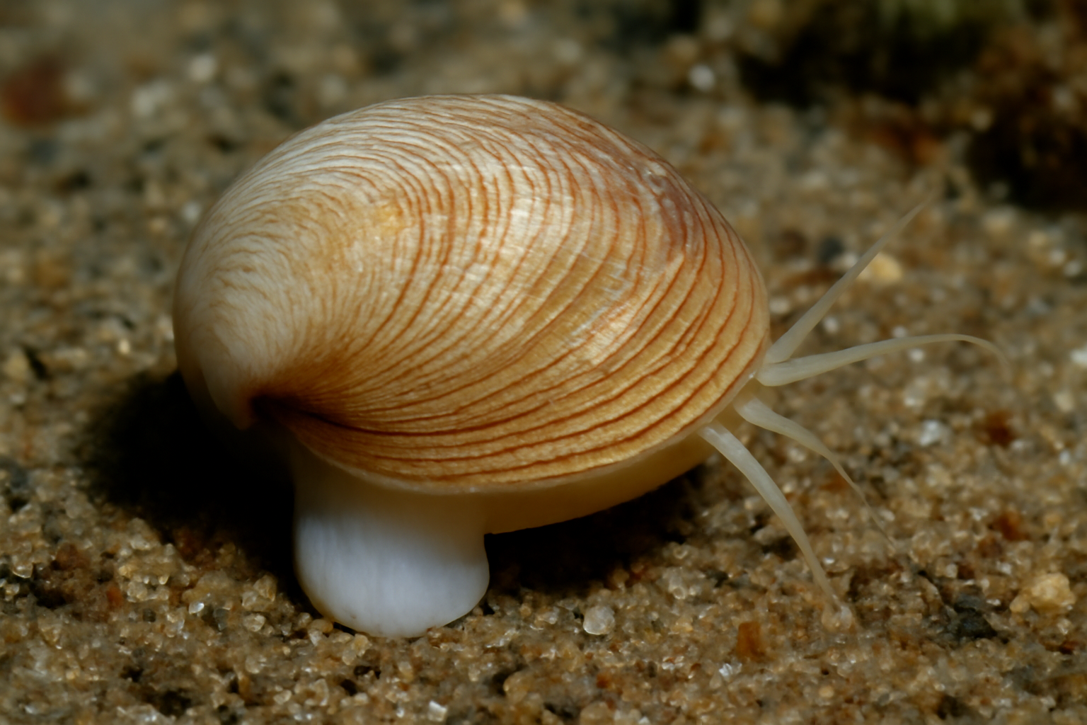Tytthocope Bivalve